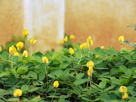 yellow Pinto Peanut field in tropical gardenの写真素材