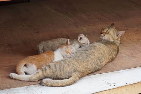 Thai native cat mother feed kitty with loveの写真素材