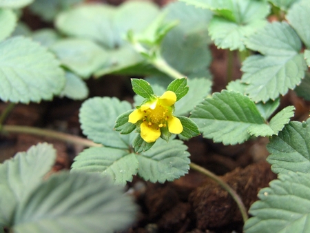 close up wild strawberry plant in the gardenの写真素材
