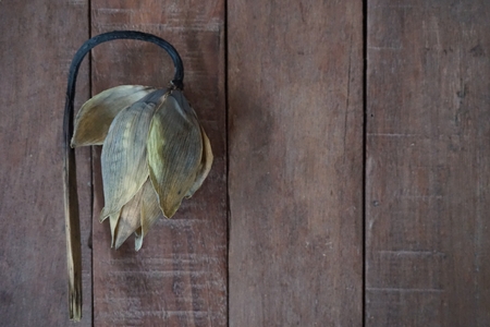 concept of dry lotus flower about pretty is not stableの写真素材