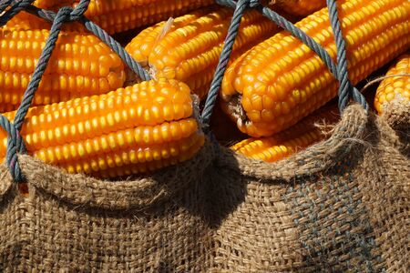 harvest of dry corn field in Thailand