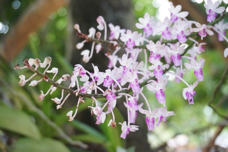 tiny pink wild orchid flowers in the tropical garden