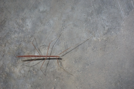 close up brown Tenodera Pinapavonis in night timeの写真素材
