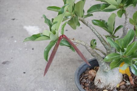 close up pod of Adenium obesum in the tropical gardenの写真素材