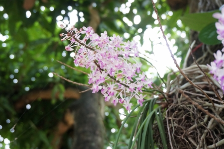 tiny pink wild orchid flowers in the tropical gardenの写真素材