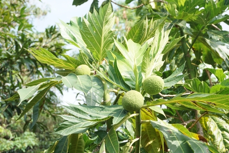 close up Artocarpus altilis fruit in the tropical garden