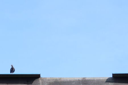 close up pigeon on roof top with the blue skyの写真素材