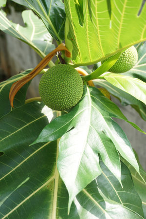 close up Artocarpus altilis fruit in the tropical garden