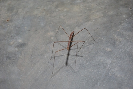 close up brown Tenodera Pinapavonis in night time