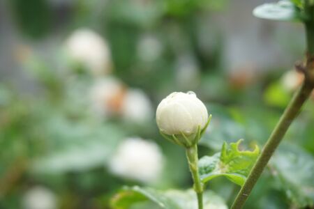 close up jasmine flower in tropical gardenの写真素材