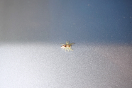 tiny wild spider attach on the metal wall