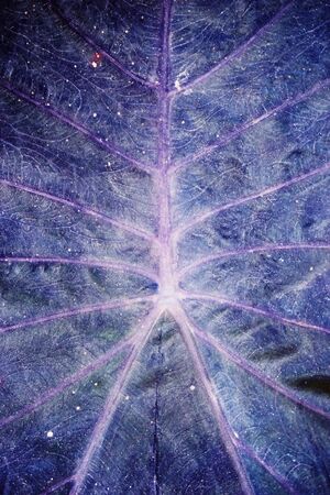 abstract of leave texture for background used
