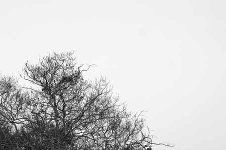 abstract dead tree shape with mono toneの写真素材
