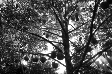 Durian fruit on tree in the plantation