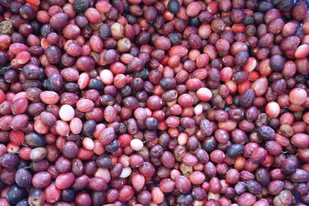 group of Bengal Currants fruits texture for background used