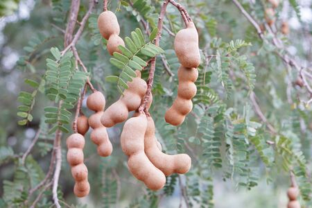 tamarind fruit on tree in plantation of Thailandの写真素材