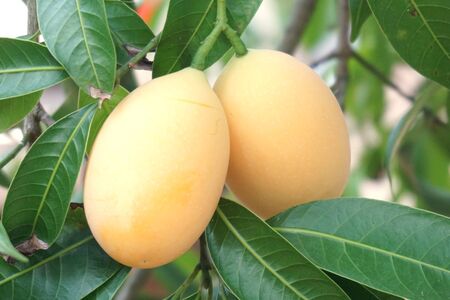 Mayongchid fruit on tree in plantation of Thailand