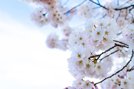 Cherry Blossoms at Tidal Basin, Washington DC., USA.の写真素材