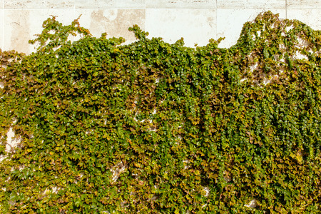 Green wall with ivy.の写真素材