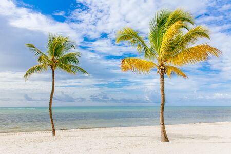 Coconut tree on a white sand beach.の写真素材