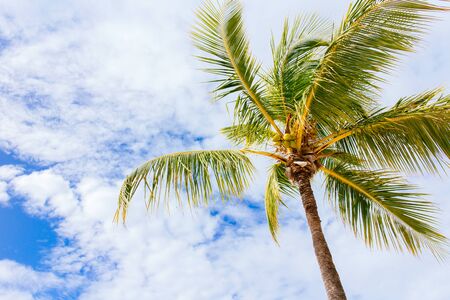 Coconut tree on a white sand beach.の写真素材