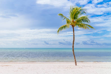 Coconut tree on a white sand beach.の写真素材