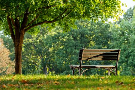 A bench at the park. Relaxing concept.の写真素材