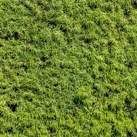 Green wall with ivy.の写真素材