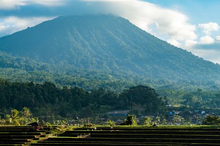 Bali Rice Terraces. The beautiful and dramatic rice fields of Jatiluwih in southeast Bali have been designated the prestigious UNESCO world heritage site.の写真素材