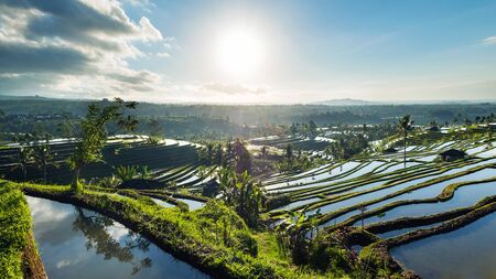 Beautiful sunrise over the Jatiluwih Rice Terraces in Bali, Indonesia.の写真素材