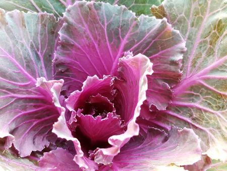 Closeup fresh multi color lettuce vegetable.Healthy food product.の写真素材