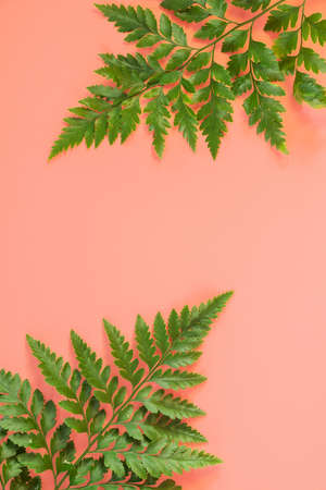 Fern leafs lay on pink background. Summer background concept.の写真素材