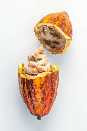 Fresh cacao pod and beans isolated on white background.の写真素材