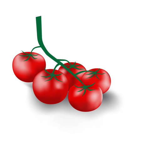 Collection of a branch of fresh red tomato from organic farm. Vector illustration.のイラスト素材
