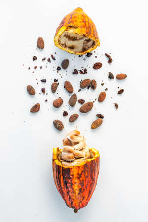 Fresh cacao pod and beans isolated on white background.の写真素材