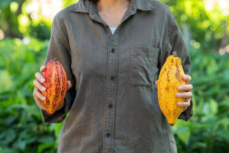 Farmer holding cacao pods in a cacao farm.の写真素材