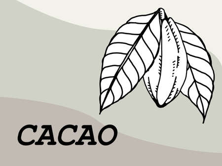 Cacao pod with beans freehand drawing on white background. Vector illustration.のイラスト素材