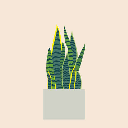Dracaena trifasciata, is most commonly known as the snake plant, a popular decorative house plant native to tropical rainforest. Vector illustration.のイラスト素材