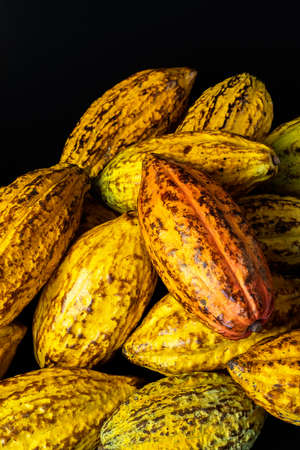 Pile of fresh cacao pods on black background.の写真素材