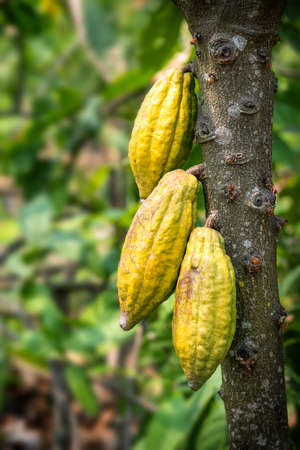 Cacao tree with cacao pods in a organic farm.