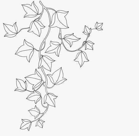 Simplicity ivy freehand drawing flat design. Vector illustration.のイラスト素材