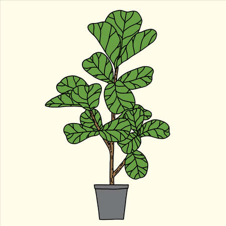 Doodle freehand sketch drawing of fiddle leaf fig tree. Vector illustration.&#x9;&#xD;&#xA;のイラスト素材