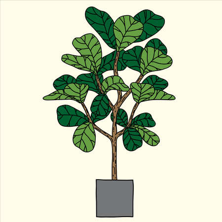 Doodle freehand sketch drawing of fiddle leaf fig tree. Vector illustration.&#x9;&#xD;&#xA;のイラスト素材