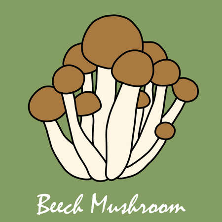 Doodle freehand sketch drawing of beech mushroom vegetable. Healthy diet lifestyle concept.のイラスト素材