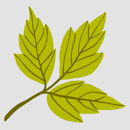 Simplicity maple leaf freehand drawing flat design. Vector illustration.のイラスト素材