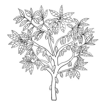 Simplicity cacao tree freehand drawing sketch.Vector illustration.のイラスト素材