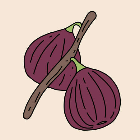 Doodle freehand sketch drawing of fig fruit. Healthy diet lifestyle concept.のイラスト素材