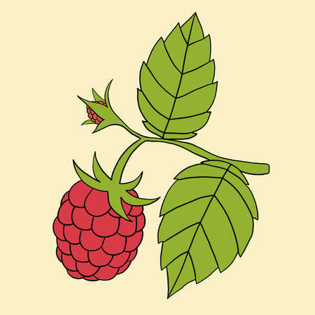 Doodle freehand outline sketch drawing of raspberry fruit. Healthy diet lifestyle concept.のイラスト素材