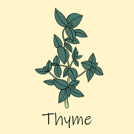 Doodle freehand sketch drawing of thyme. Culinary herbs collection concept.のイラスト素材