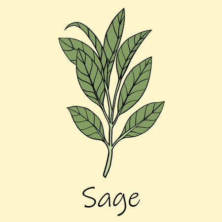 Doodle freehand sketch drawing of sage. Culinary herbs collection concept.のイラスト素材